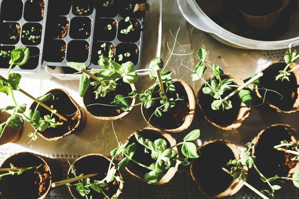 indoor plants