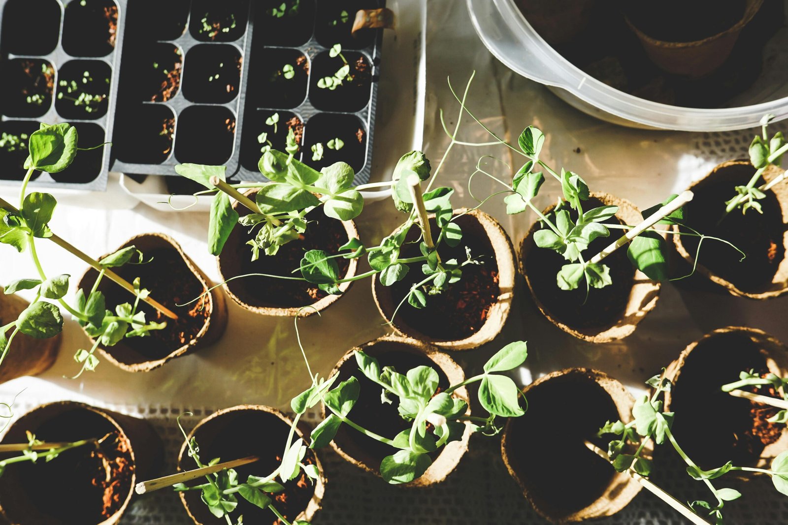Top 10 Indoor Plants: The Best Green Companions for Your Home