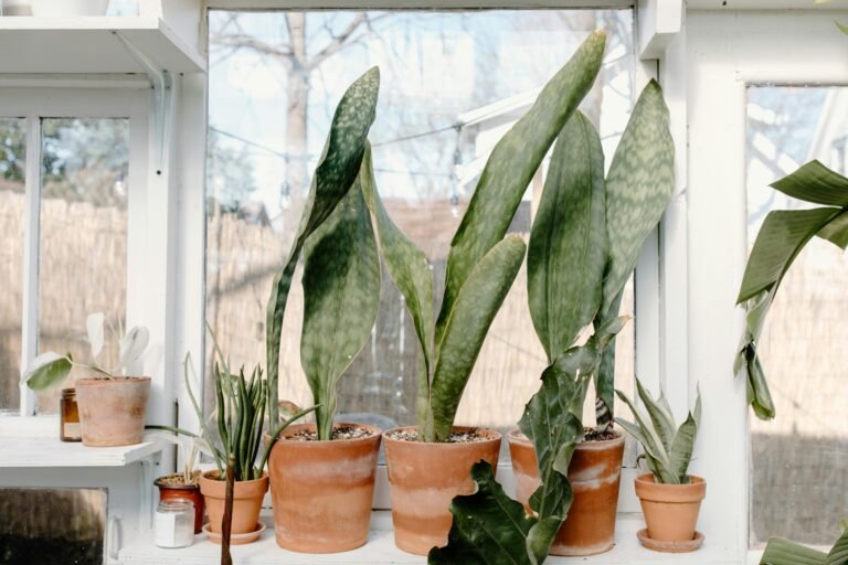 snake plant