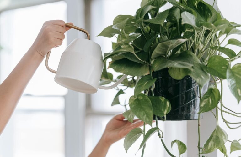 Money Plant (Epipremnum aureum)
