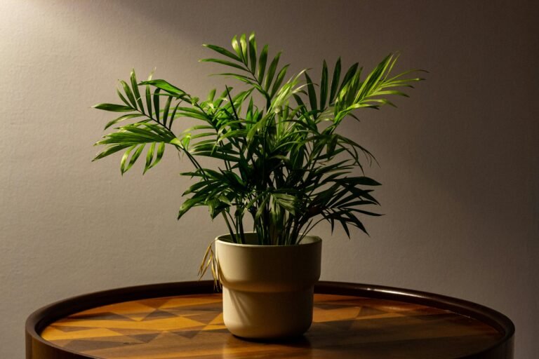 Areca Palm